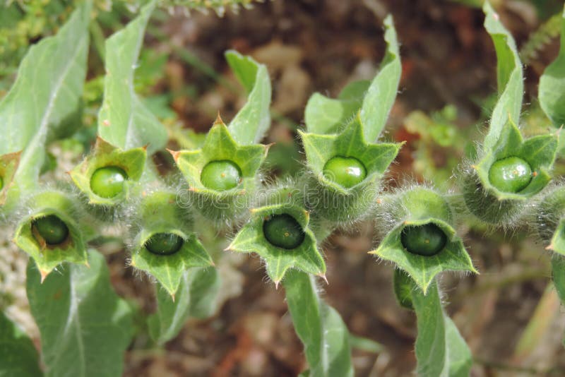 Fruit on a Growing Garden Plant Called Black Willow Rice Quinoa Stock Image Image of beautiful