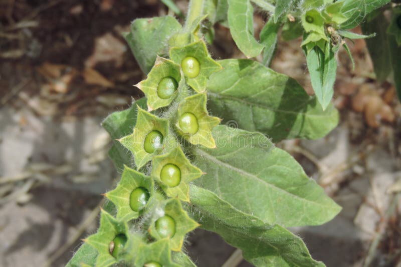 Fruit on a Growing Garden Plant Called Black Willow Rice Quinoa Stock Image Image of