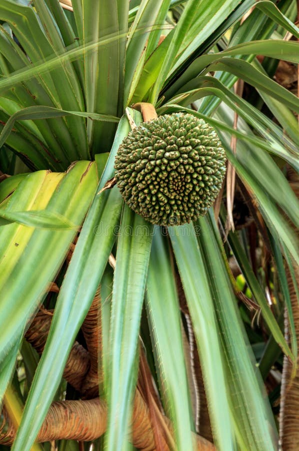 Pandanus Utilis Exotic Tropical Screwpine Fruit Growing On A Pandan