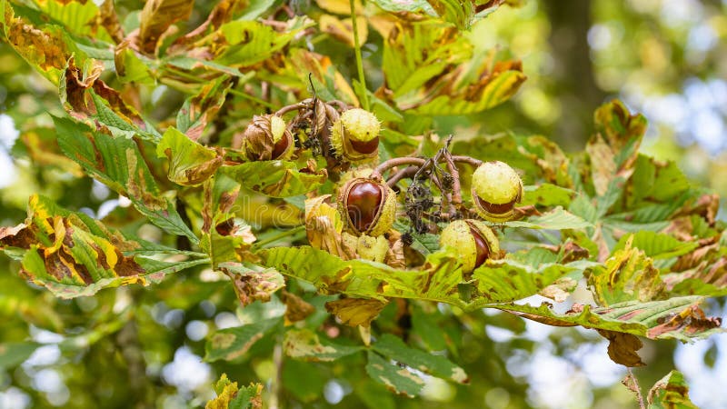 Fruit of the Horse Chestnut Tree Opening A. Aesculus hippocastanum, Autumn Nature Collection, Shallow Depth of Field royalty free stock photo Fruit of the Horse Chestnut Tree Opening A. Aesculus hippocastanum, Autumn Nature Collection, Shallow Depth of Field royalty free stock photo
