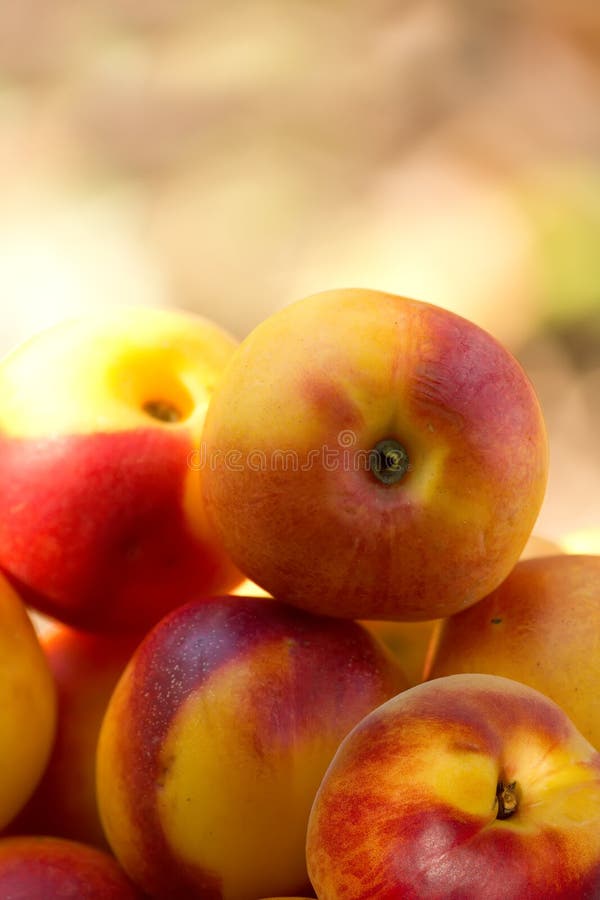 Fruit Hybrid Peach Apricot Nectarine Stock Photo Image of flora