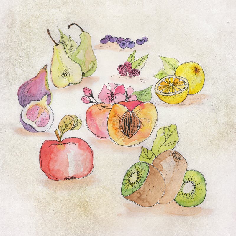 Fruit Illustration with Watercolor Stock Illustration Illustration of