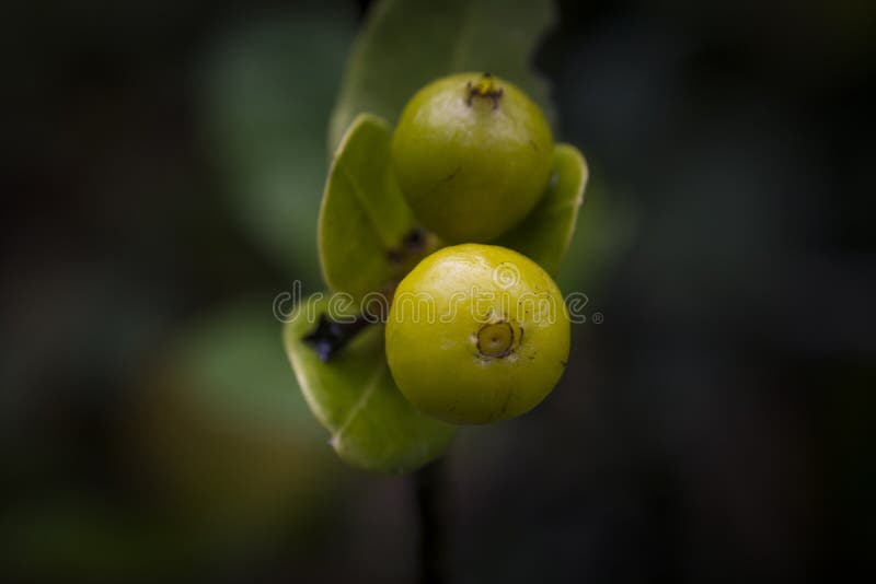 Fruit of Ixora Coccinea Plant Stock Image - Image of growth, blossom:  151773103