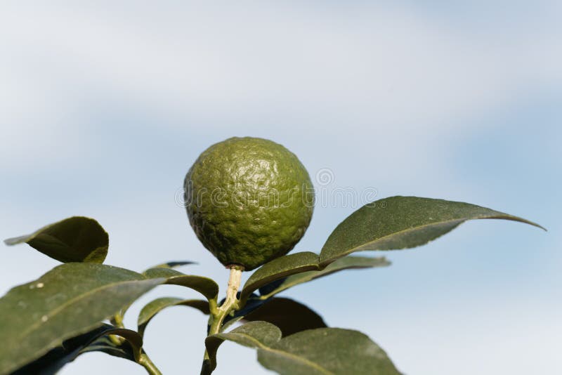 Fruit on a kaffir lime tree, Citrus hystrix stock photography