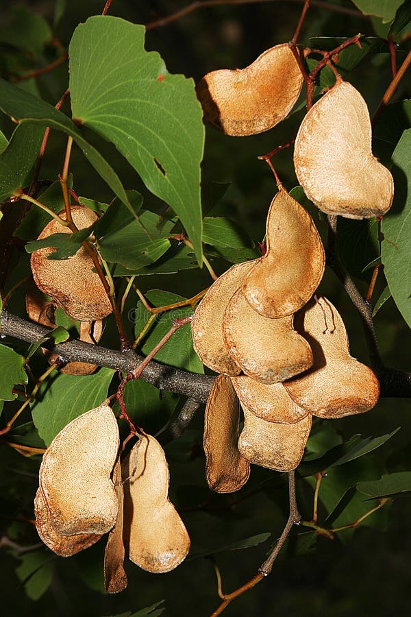 Fruit of Mopane Tree (Colophospermum mopane)