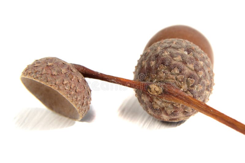 Fruit of oak acorn on white stock photo Fruit of oak acorn on white stock photo