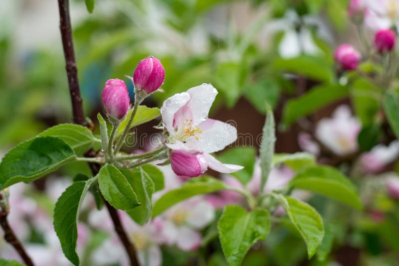 Fruit Orchard in Spring, Pink Blossom of Apple Fruit Trees Stock Photo