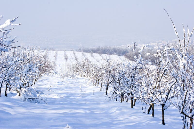 Fruit orchard in winter covered in snow. Fruit scene stock images, royalty-free photos and pictures