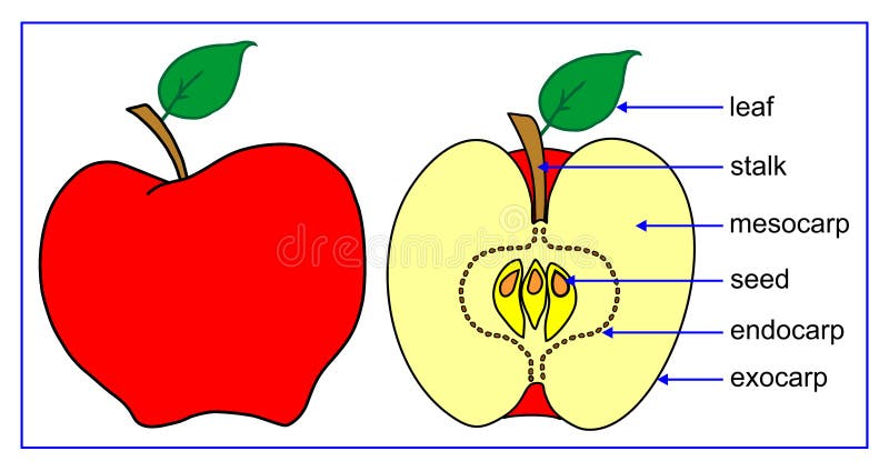 Fruit parts