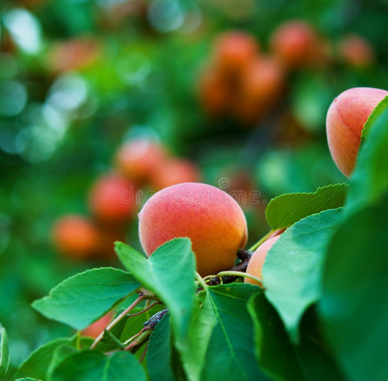 Fruit peaches stock image. Image of food, freshness, harvest 72896151