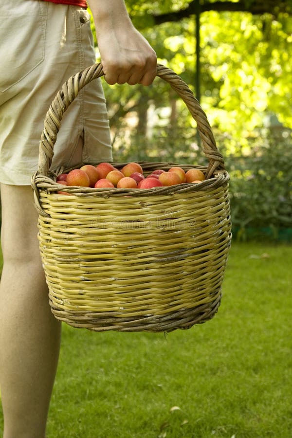 Fruit picking