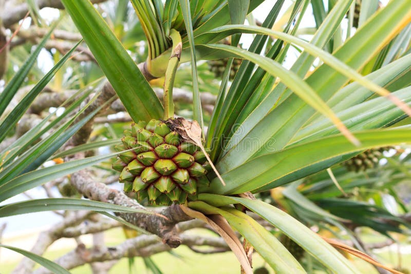 Fruit Pine of Common Screwpine (Pandanus Utilis) Tree Stock Photo
