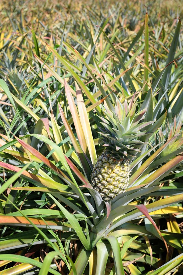 Pineapple Tree In The Rual Area. Stock Image Image of nature, look