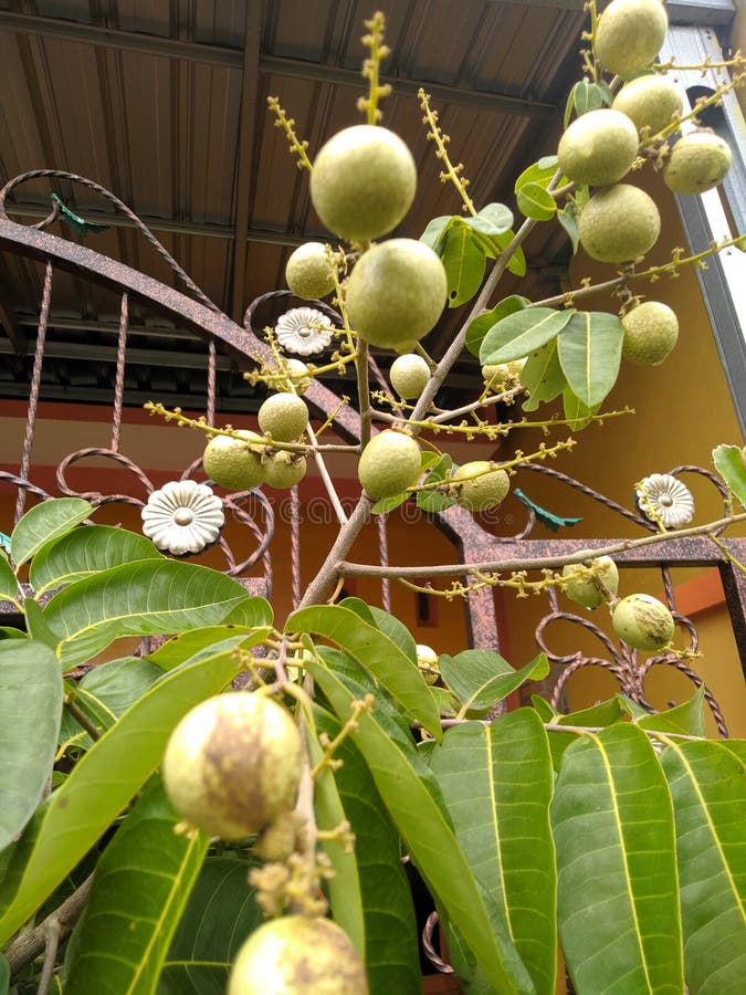 Fruit plants in pots stock image. Image of tree, spring 240408537