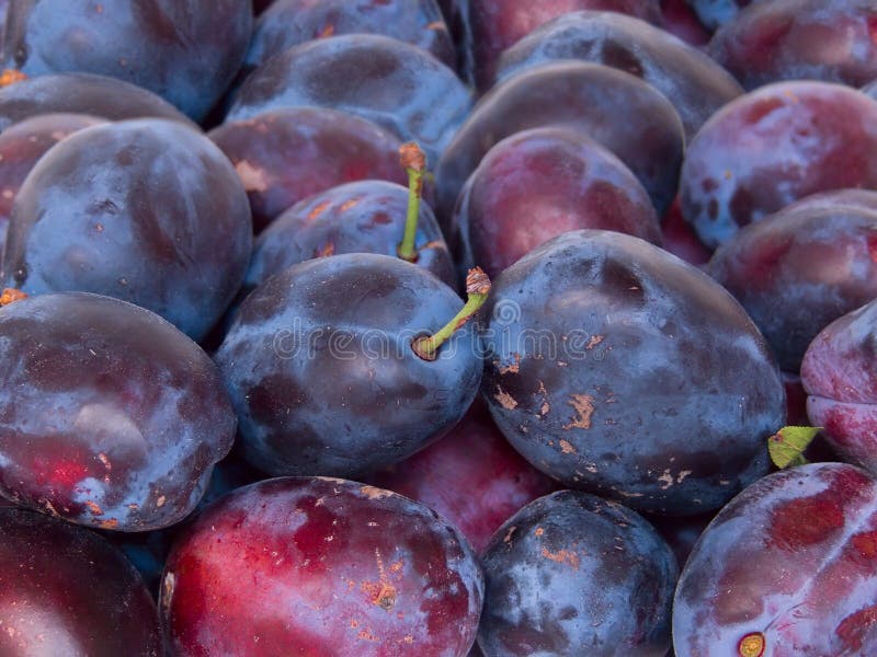 Fruit plum stock photo. Image of plum, plantation, season 7287796