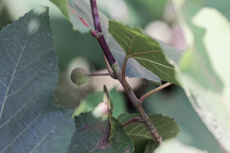 Fruit of a Punjab Fig, Ficus Palmata Stock Image Image of nature, ficus 143242433