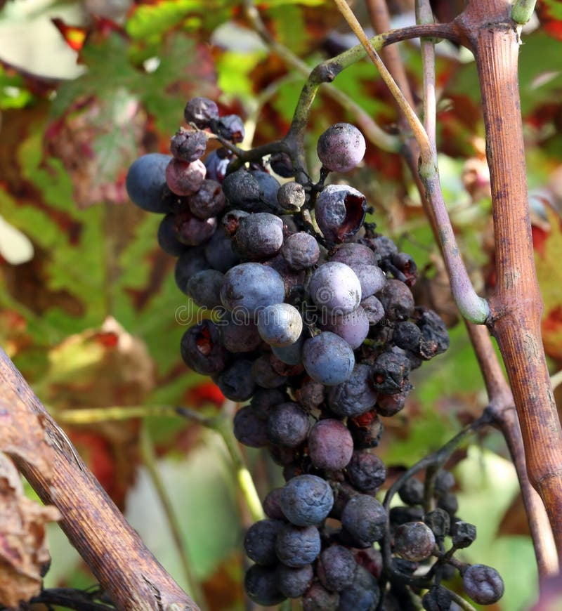 FRUIT Raisins in the Vineyard in Autumn Stock Image Image of