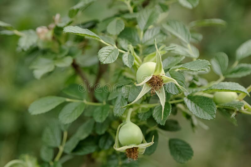 The fruit of the rose bush stock image. Image of berry 71508715