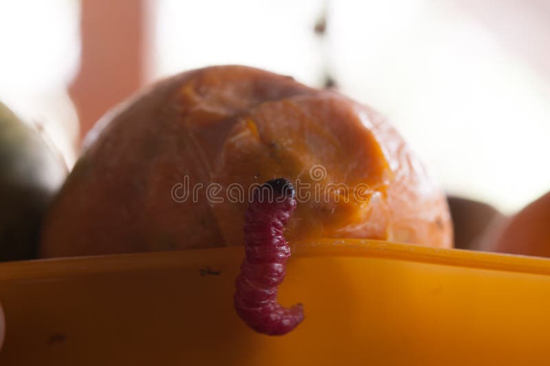 Rotten Worms Stock Images Download 103 Royalty Free Photos