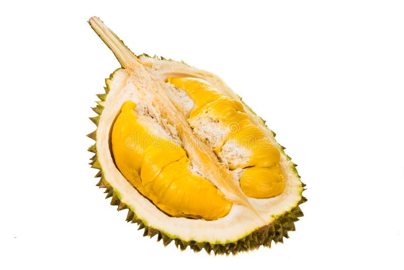 Fruit récemment récolté de durian avec la chair molle jaune d'or aromatique et délicieuse image libre de droits Fruit récemment récolté de durian avec la chair molle jaune d'or aromatique et délicieuse image libre de droits