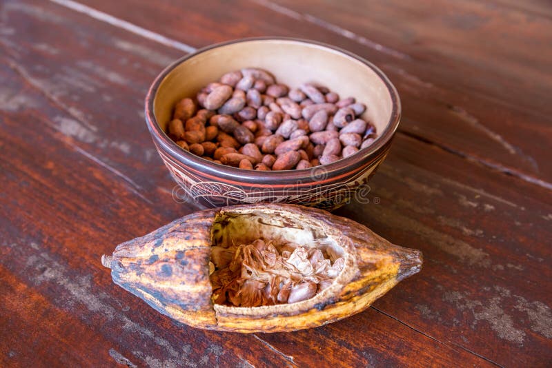 Fruit and Seeds of the Cacao Tree Stock Photo Image of beans