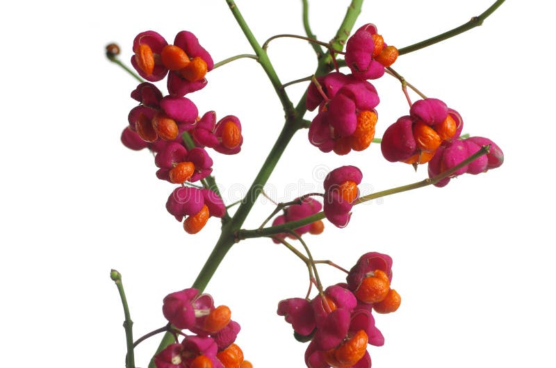 Fruit shrub euonymus europaeus