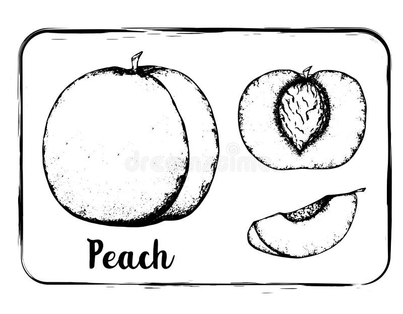 Fruit Sketch Black and White Fruit Sketch Hand Drawing Isolated Stock