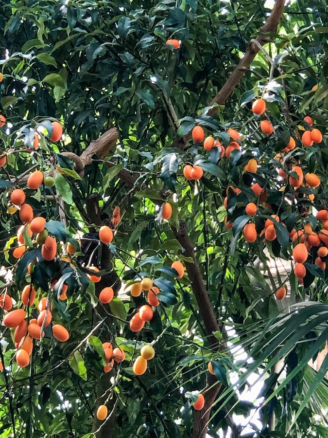Fruit Tree Growing in Tropical Garden Stock Photo Image of plants
