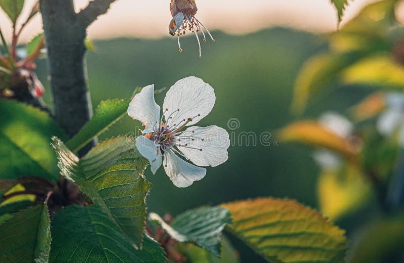 Fruit tree blooming stock image. Image of tree, green 234956841