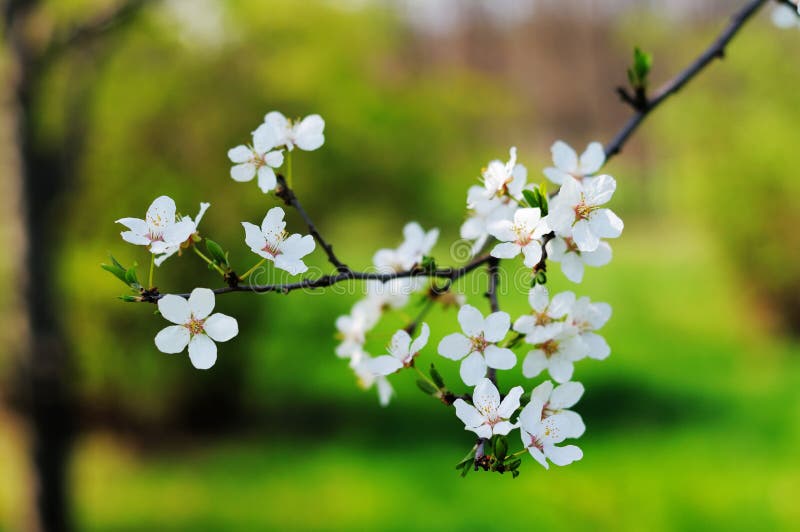 Fruit tree branch.