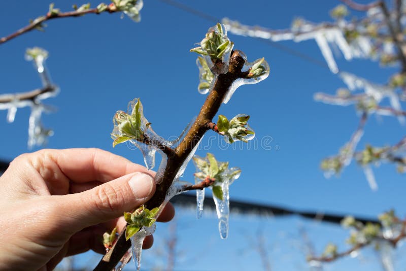 Fruit tree covered with ice in spring