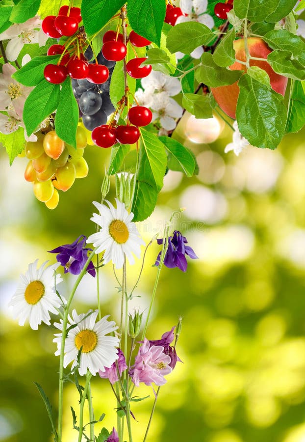 Fruit Tree and Flowers in the Garden Stock Photo Image of berry
