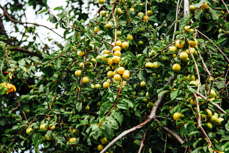 Silhouette of Two Plums Seen at the Moon Ripe in the Orchard Tree at Dusk. Prunus Domestica a
