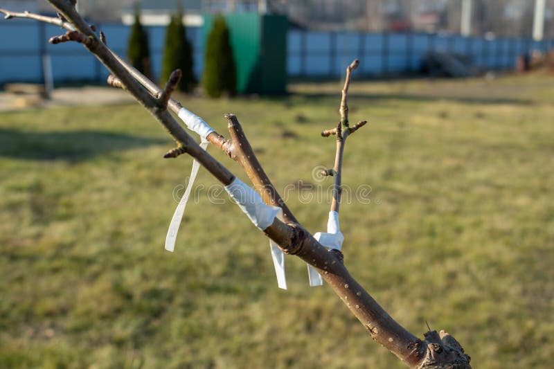 Fruit tree trunk white painted. Identification tags on branches. Spring garden preparation. Dormant season tree care royalty free stock photo