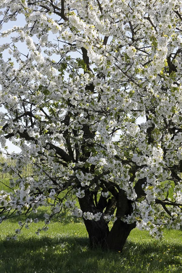 Fruit trees with flowers stock image. Image of agriculture 119512685
