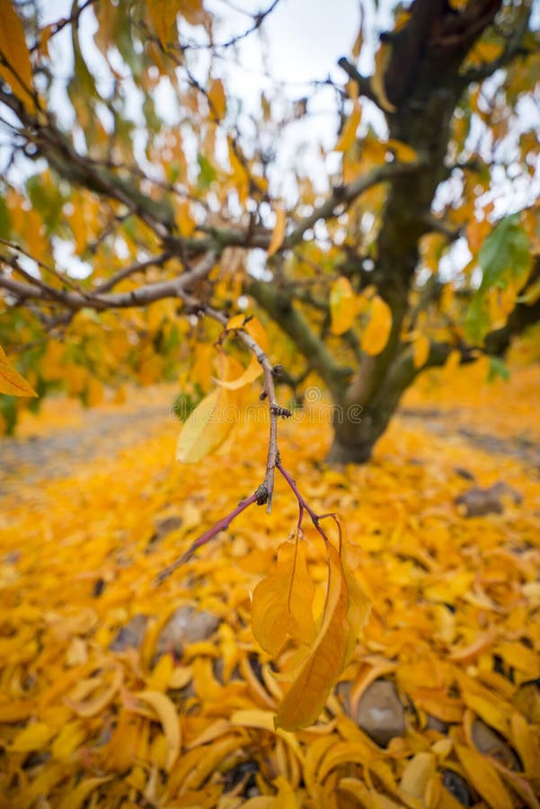 Fruit Tree With Yellow Leaves In Autumn Stock Photo Image of