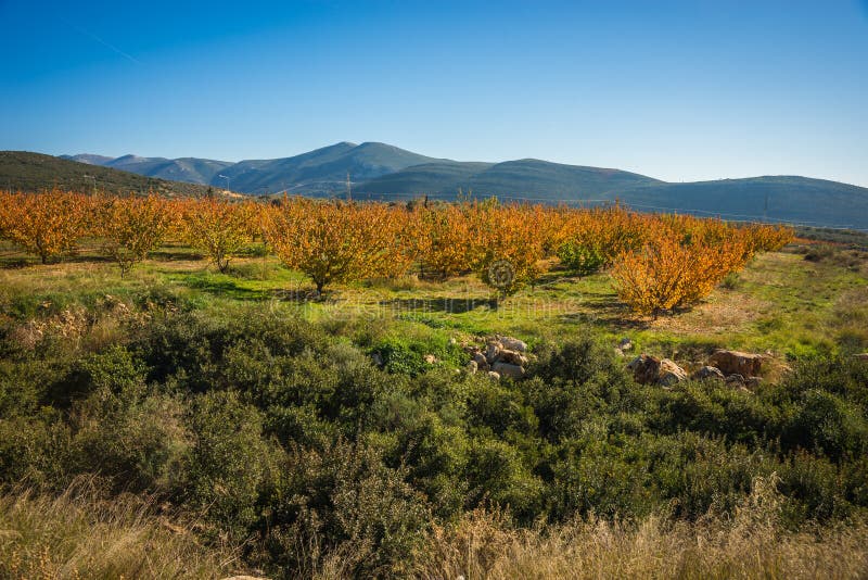 Fruit Trees in Autumn on a Hillside in Peloponnese, Greece Stock Photo