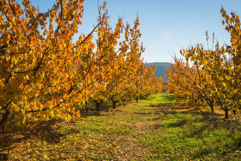 Fruit Trees in Autumn on a Hillside in Peloponnese, Greece Stock Photo