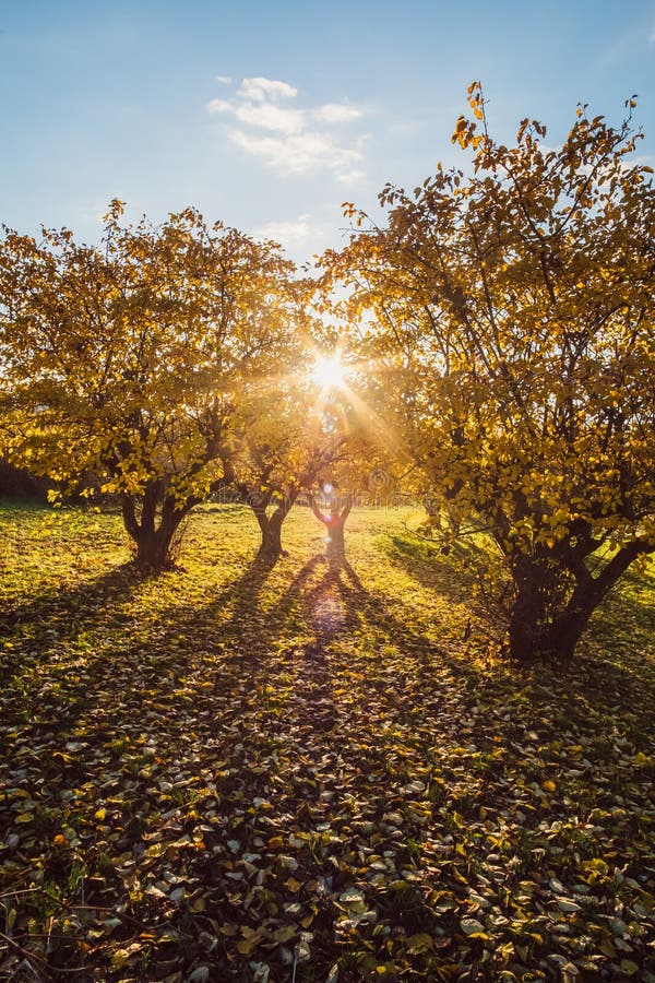 Fruit Trees On A Meadow In Backlight Sunset Stock Photo Image of