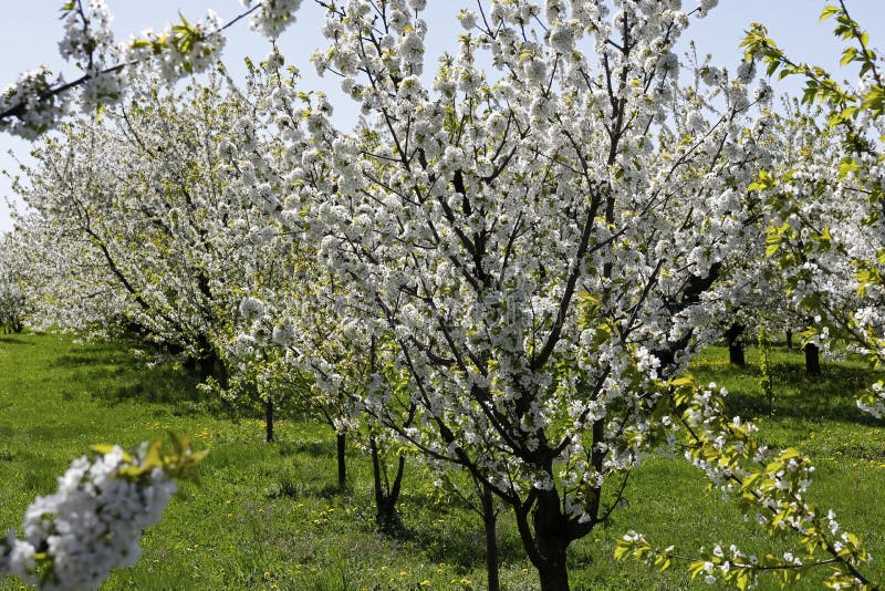 These are Fruit Trees in Full Bloom Stock Photo Image of daylight