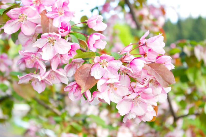 Fruit trees in the spring royalty free stock image