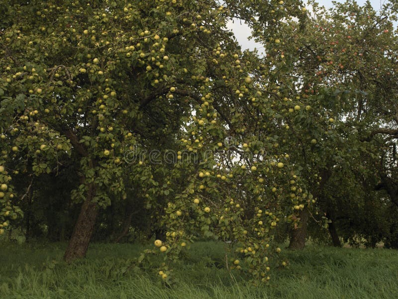 Fruit Trees on a Sunset stock photo. Image of background 76516998