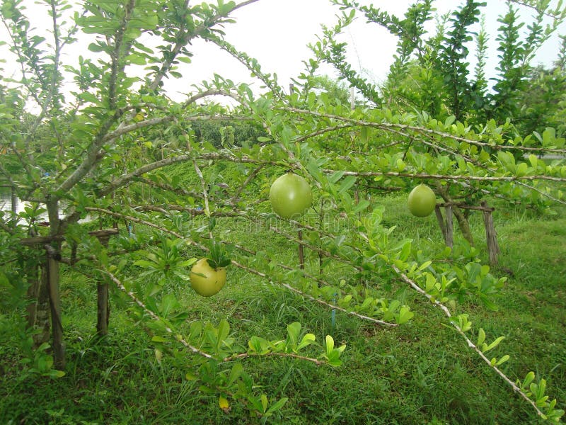 Fruit vert dans les bois photographie stock Fruit vert dans les bois photographie stock