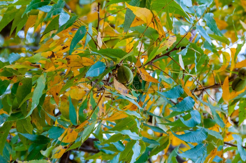 Fruit Walnut on a Tree. Texas, Garner State Park, USA Stock Photo