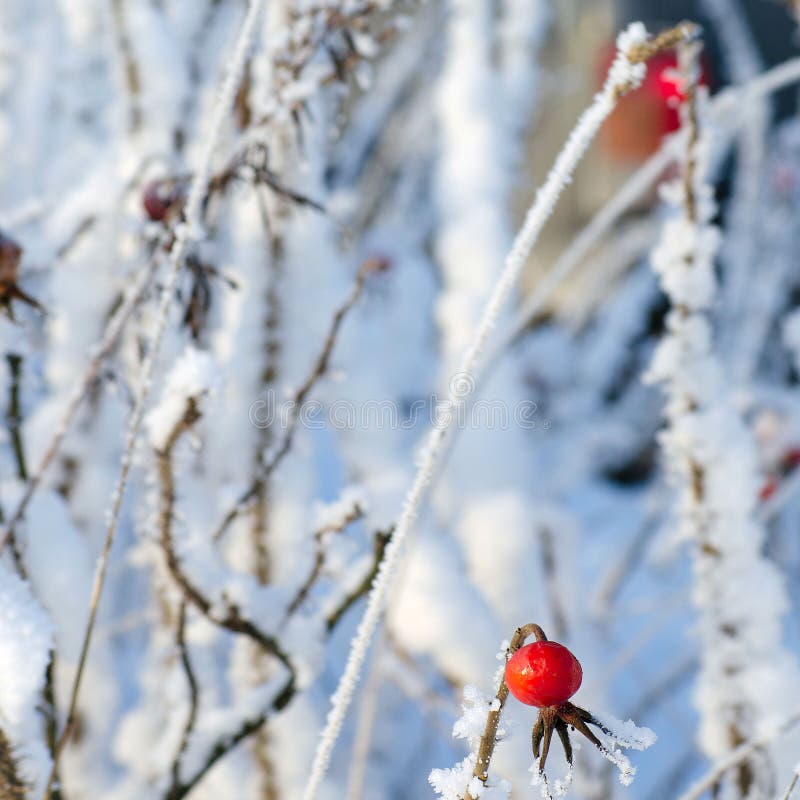 The Fruit of Wild Rose in the Snow on the Bush in Winter Stock Photo Image of white, brier
