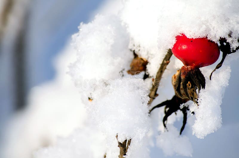 The Fruit of Wild Rose in the Snow on the Bush in Winter Stock Photo Image of white, nature