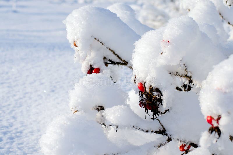 The Fruit of Wild Rose in the Snow on the Bush in Winter Stock Photo Image of white, brier