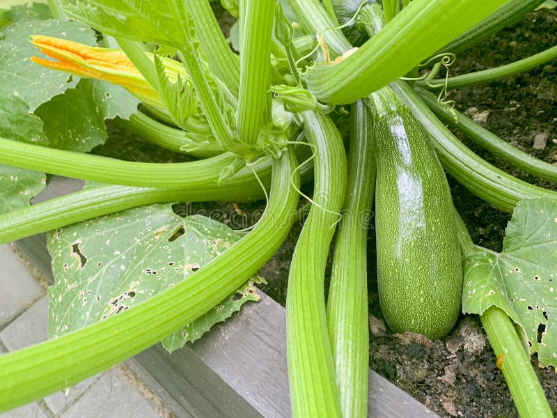 Fruit of Zucchini Squash Grows on Bush Stock Photo Image of plant