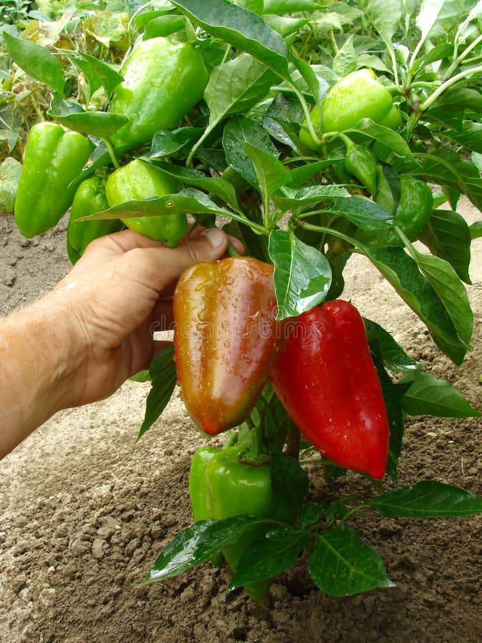 Fruitful pepper plant