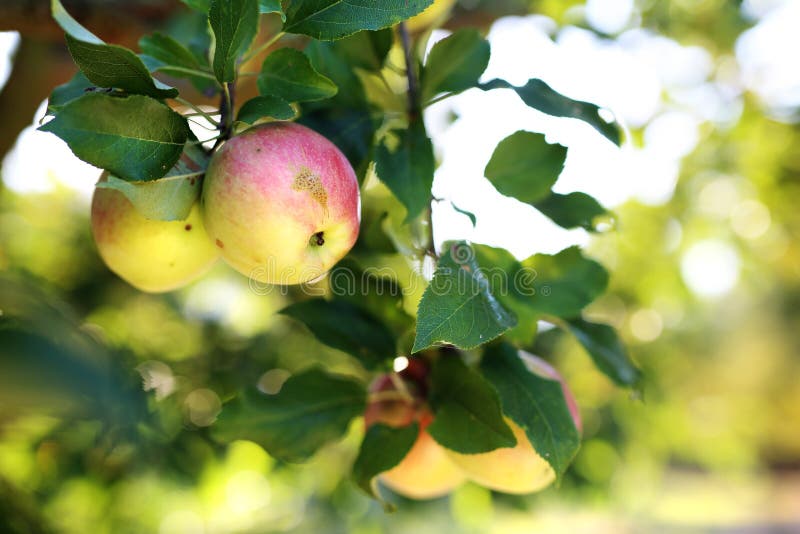 Ecological cultivation of apples. Fruiting apple tree.